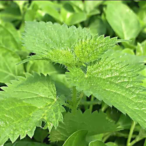 A close up square image of the bristly green leaves of a stinging nettle growing in the garden.