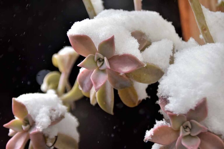 How to Care for Succulents in Winter | Gardener’s Path