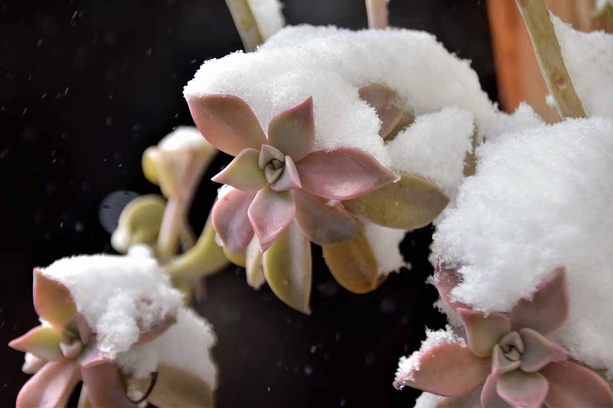 A close up horizontal image of succulents covered in a layer of snow.