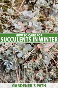 How to Care for Succulents in Winter | Gardener’s Path