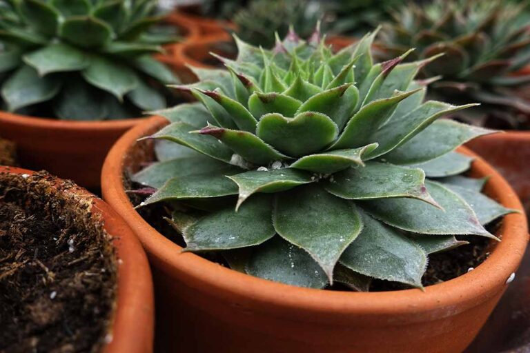 How to Care for Succulents in Winter | Gardener’s Path
