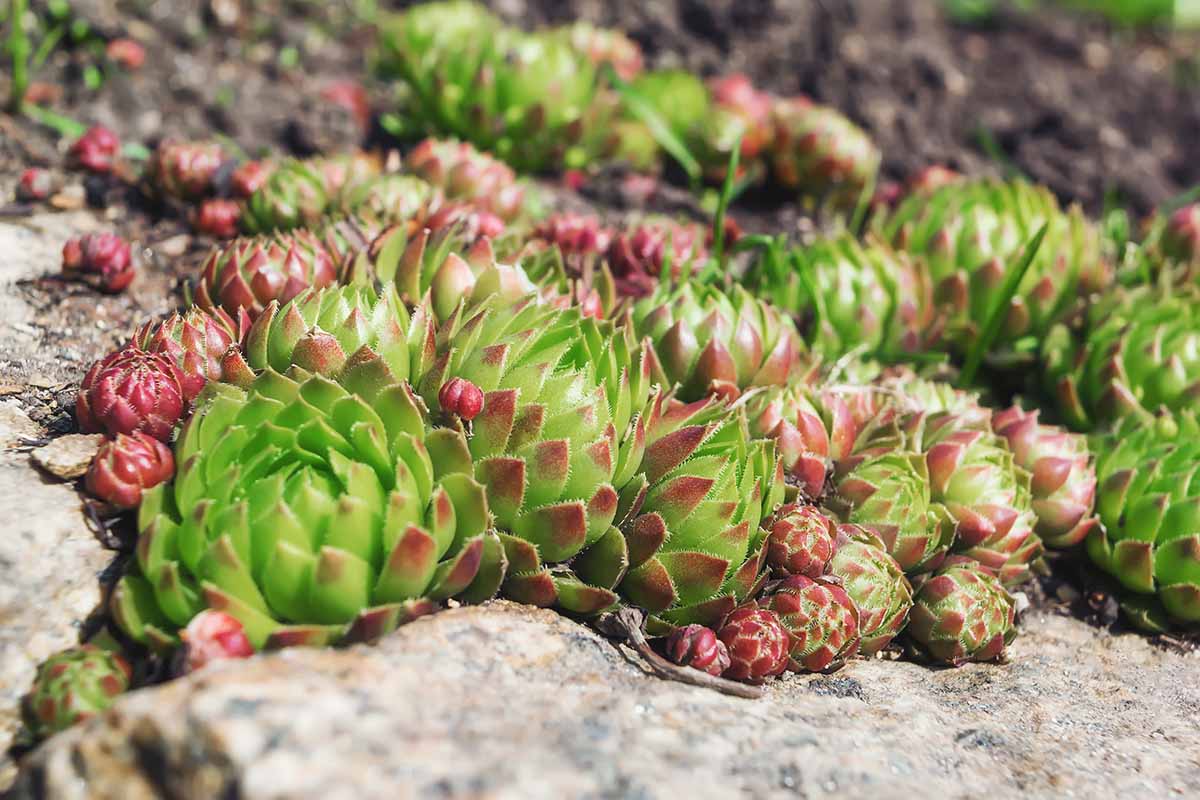 A close up horizontal image of succulents growing in a rock garden outdoors.