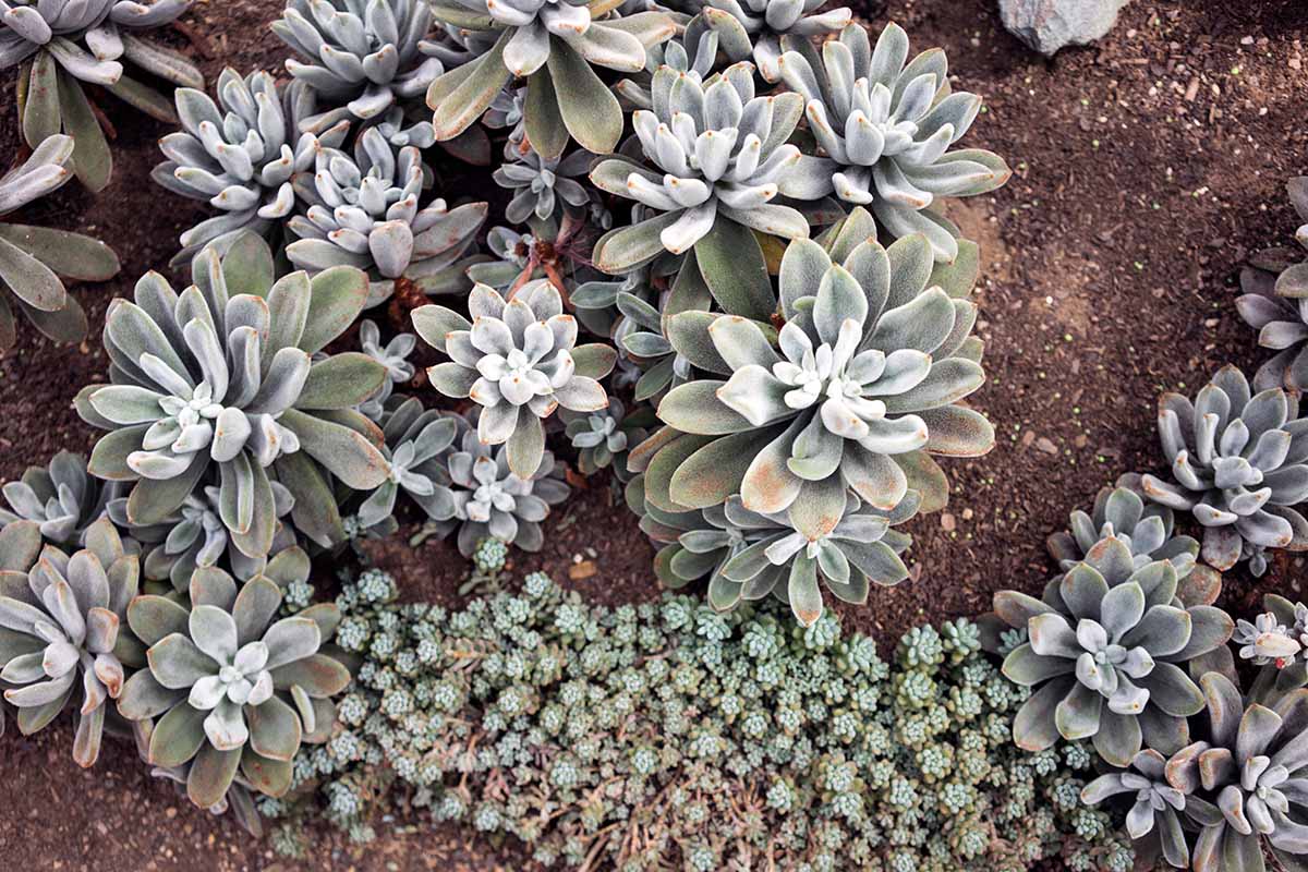 A close up horizontal image of succulents growing outdoors in the garden.