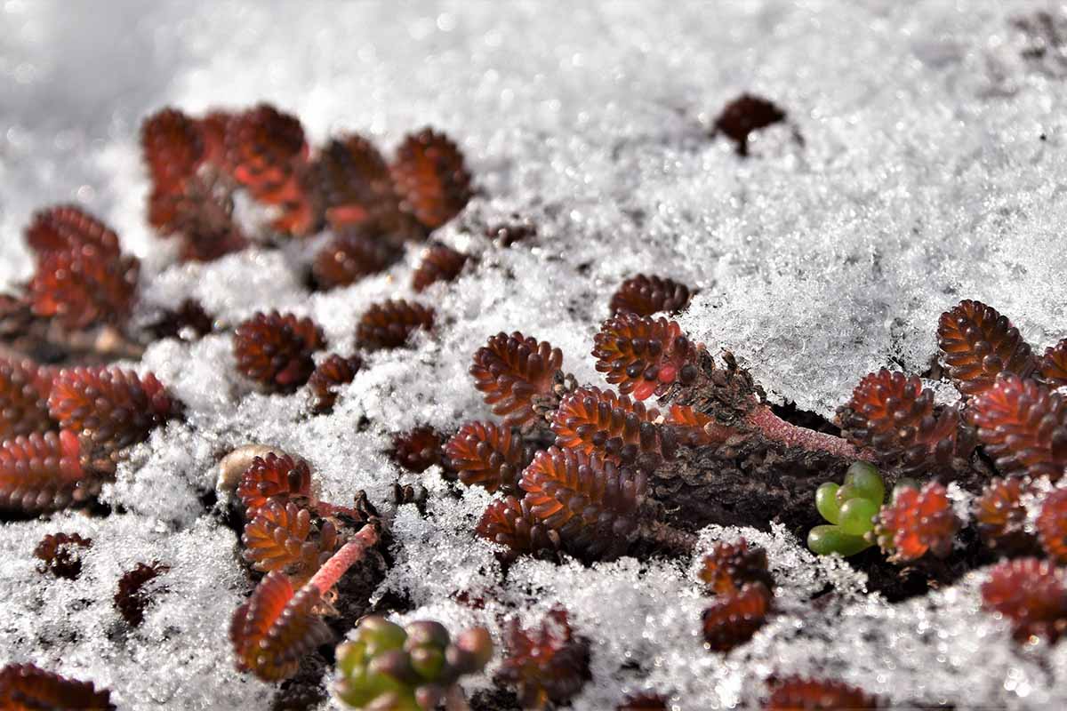 A close up horizontal image of succulents growing in the garden under a light covering of snow.