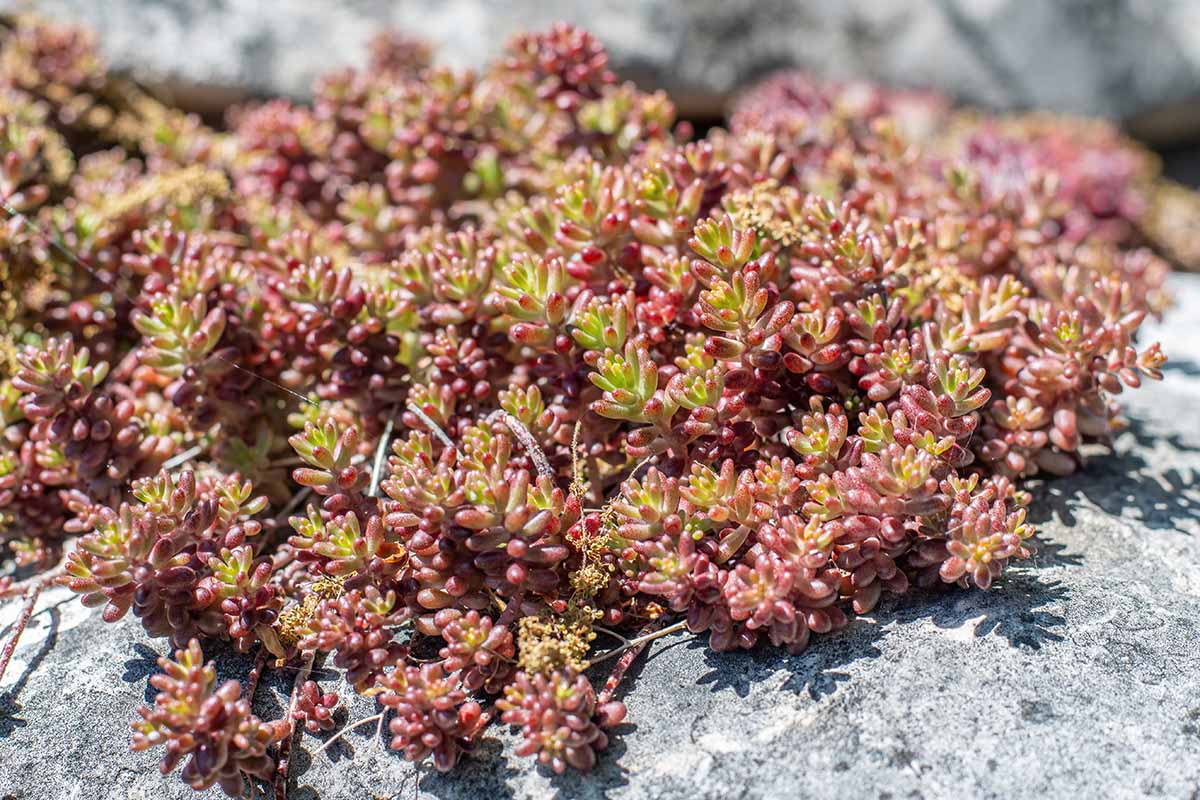 A close up horizontal image of ground cover sedum growing on a rock outdoors.