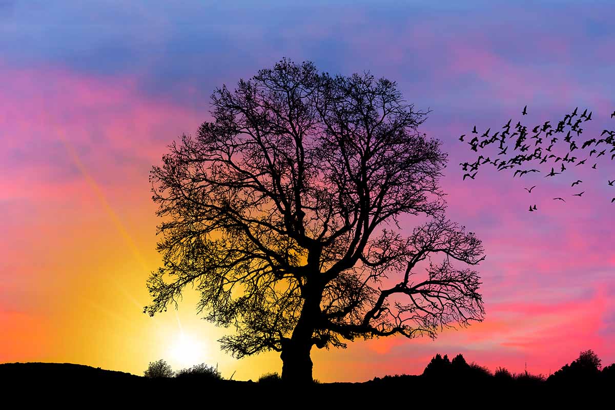 A horizontal image of a silhouette of a large oak tree and a flock of birds at sunset.