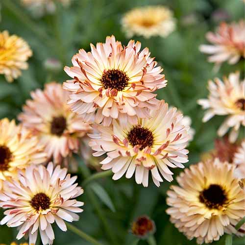 A square image of 'Sunset Buff' calendula flowers growing in the garden pictured on a soft focus background.