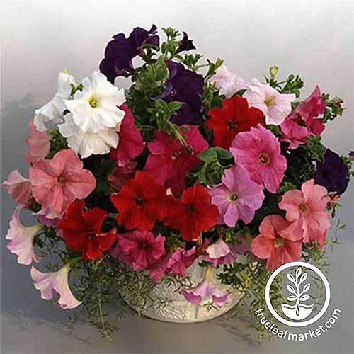 A square image of potted Supercascade petunias in a variety of colors. To the bottom right of the frame is a white circular logo with text.