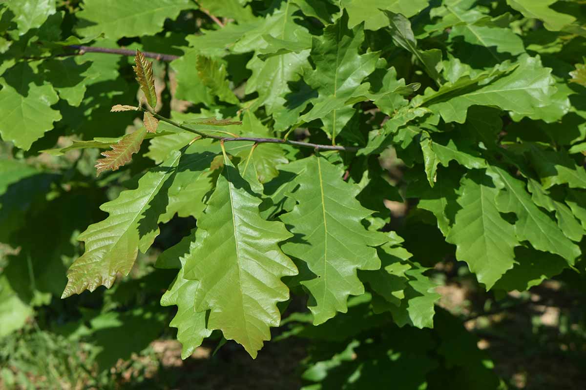 A close up horizontal image of the foliage of a swamp oak (Quercus bicolor) pictured in light sunshine.