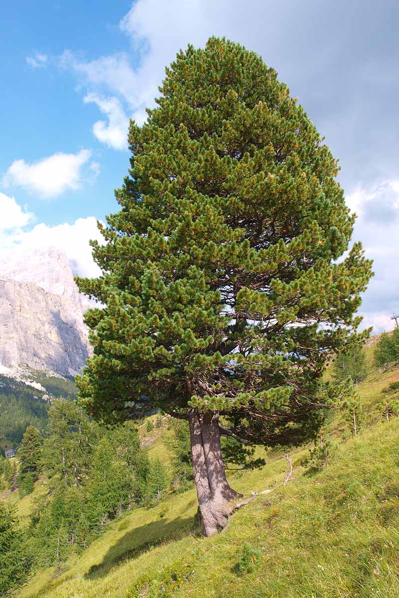 A vertical picture of a Pinus cembra pine growing from a steep mountainous hill.