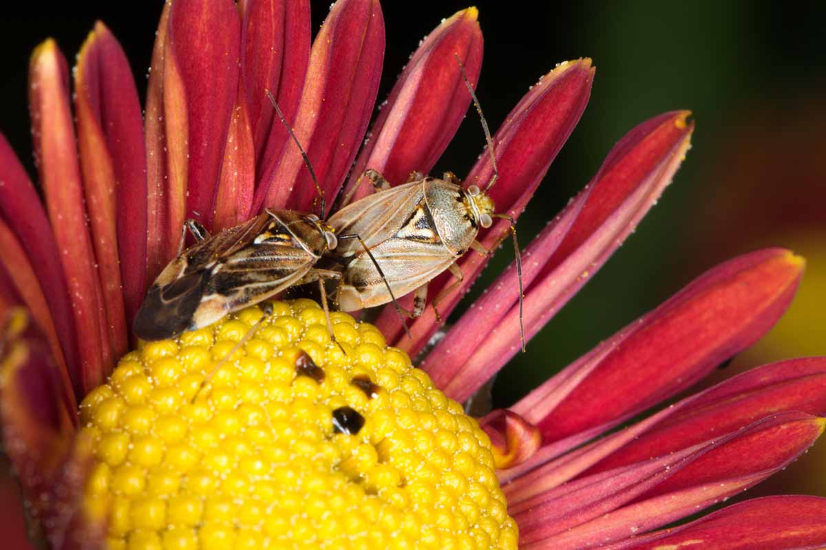 A close up horizontal image of tarnished plant bugs on a chrysanthemum flower pictured on a soft focus background.