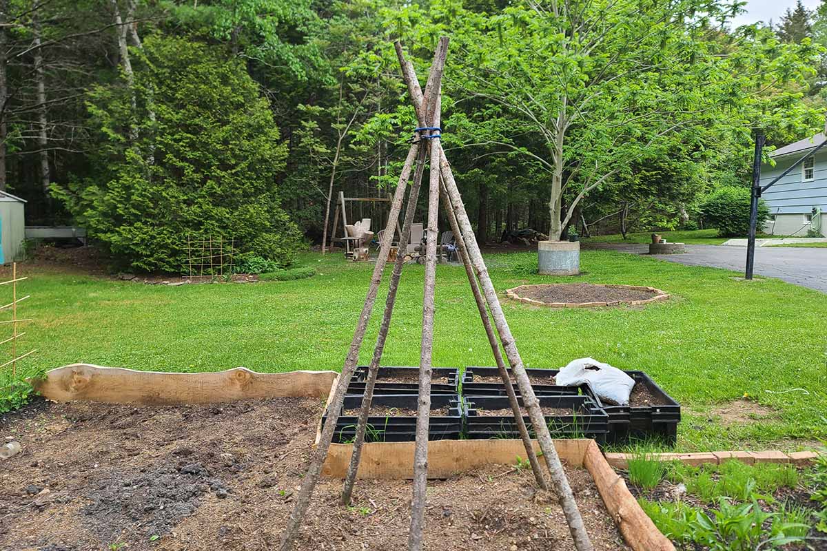 A horizontal image of sticks tied up in a teepee shape as a support for vertical growing in a raised bed garden.