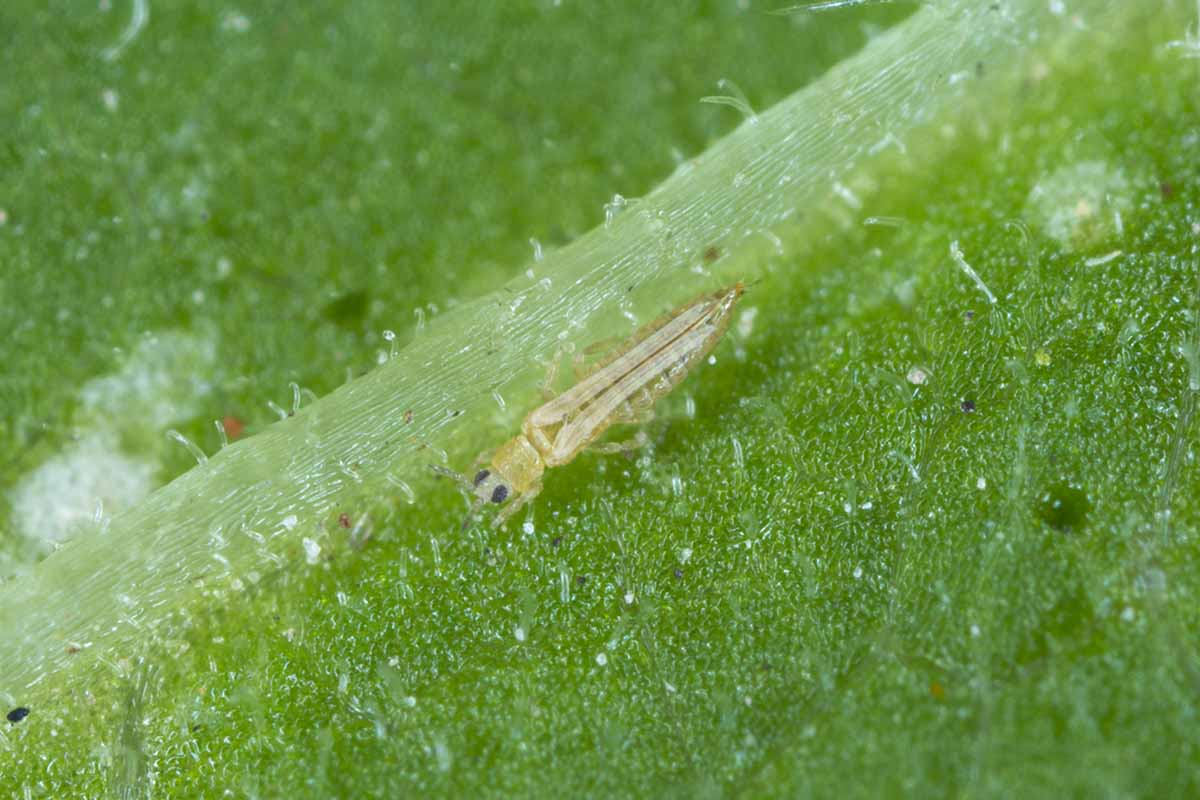 A close up horizontal image of a thrips insect in high magnification on a leaf.