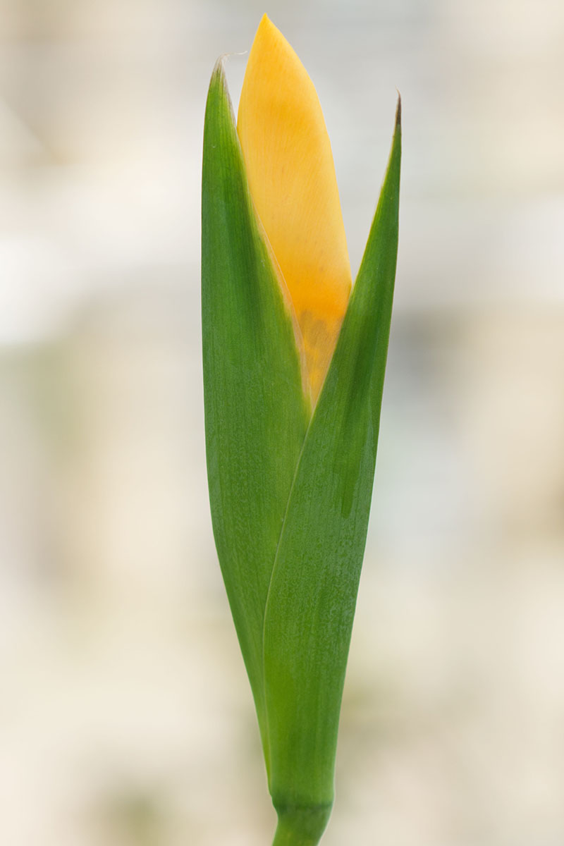 A vertical close-up image of an opening tiger flower bud.