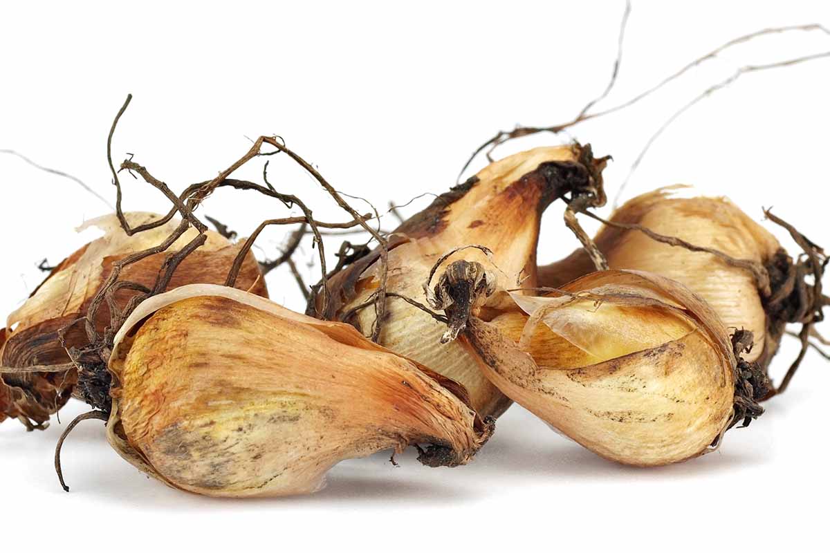 A horizontal image of corms isolated on a white background.