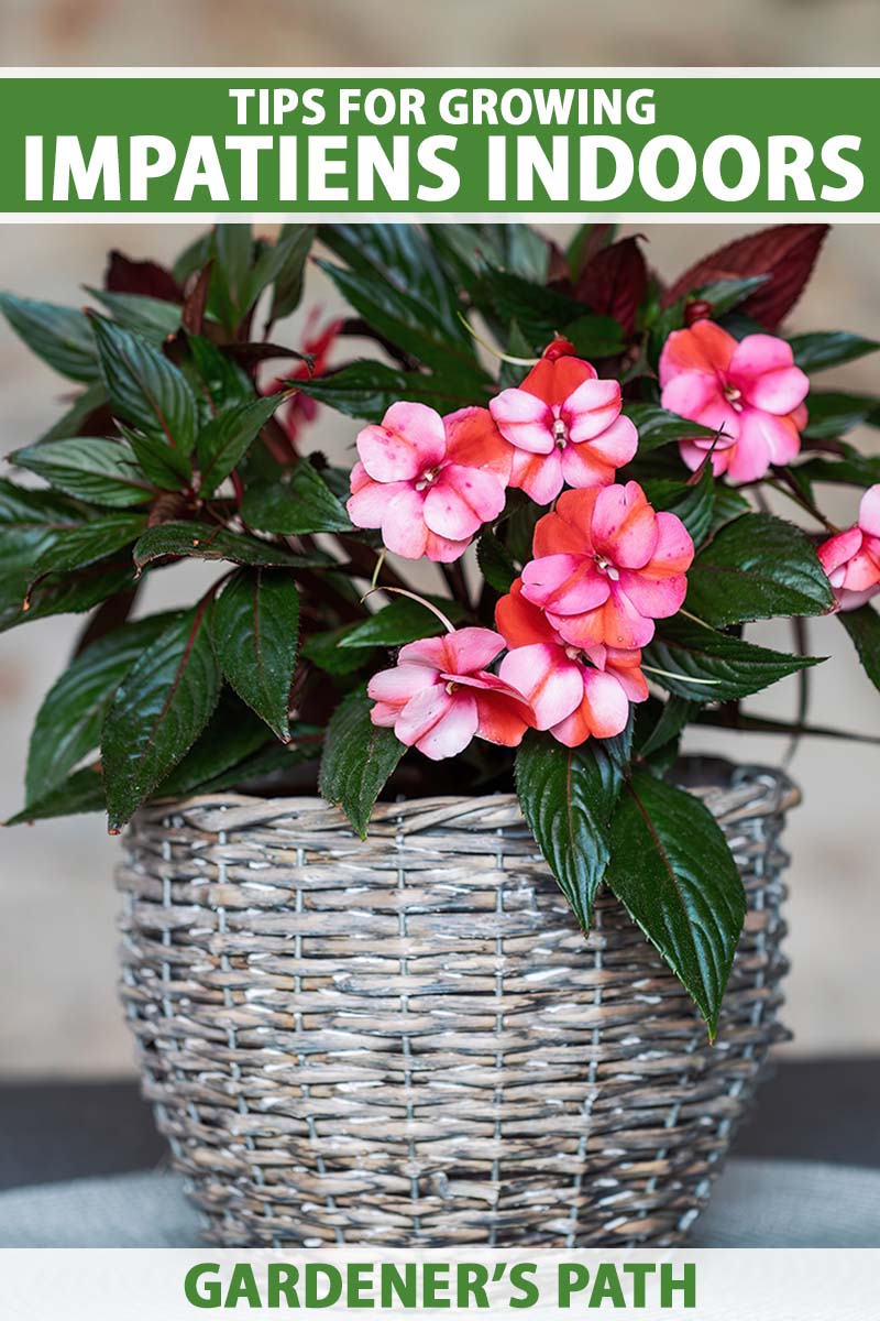 A close up vertical image of New Guinea impatiens flowers growing in a decorative pot as a houseplant. To the top and bottom of the frame is green and white printed text.