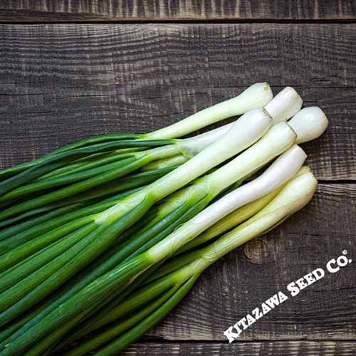 A square image of 'Tokyo Long White' bunching onions on a wooden surface.