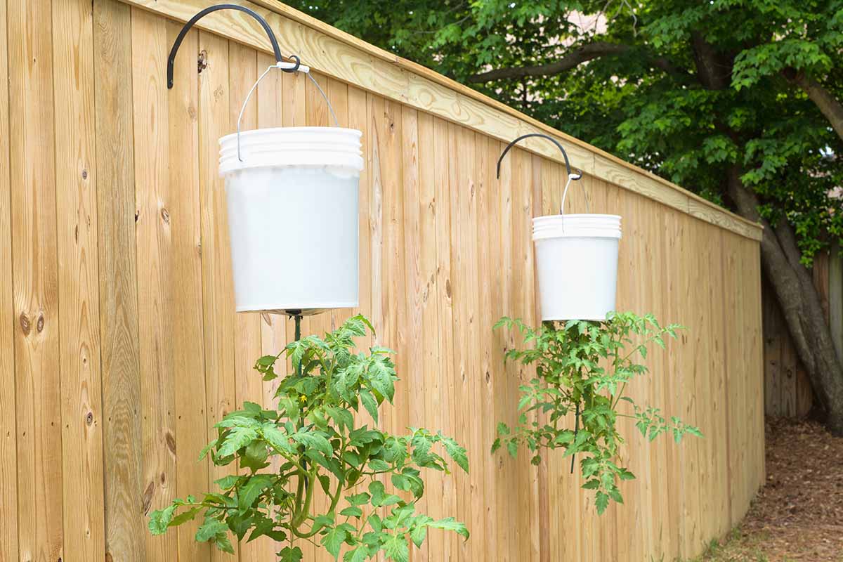 A horizontal image of white buckets hanging from brackets on a wooden fence growing tomatoes upside down.
