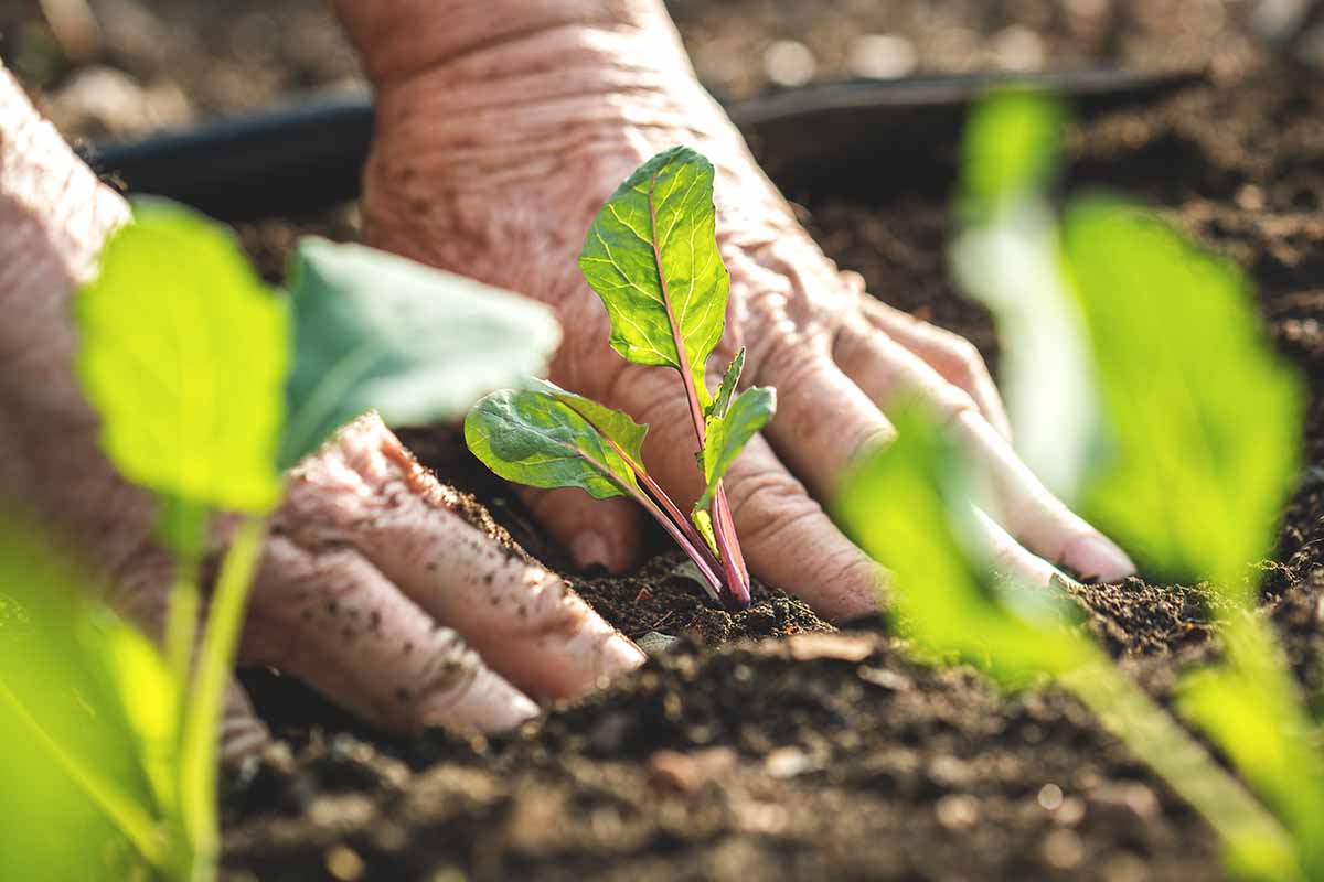 A close up horizontal image of a gardener planting out kohlrabi seedlings into the garden.