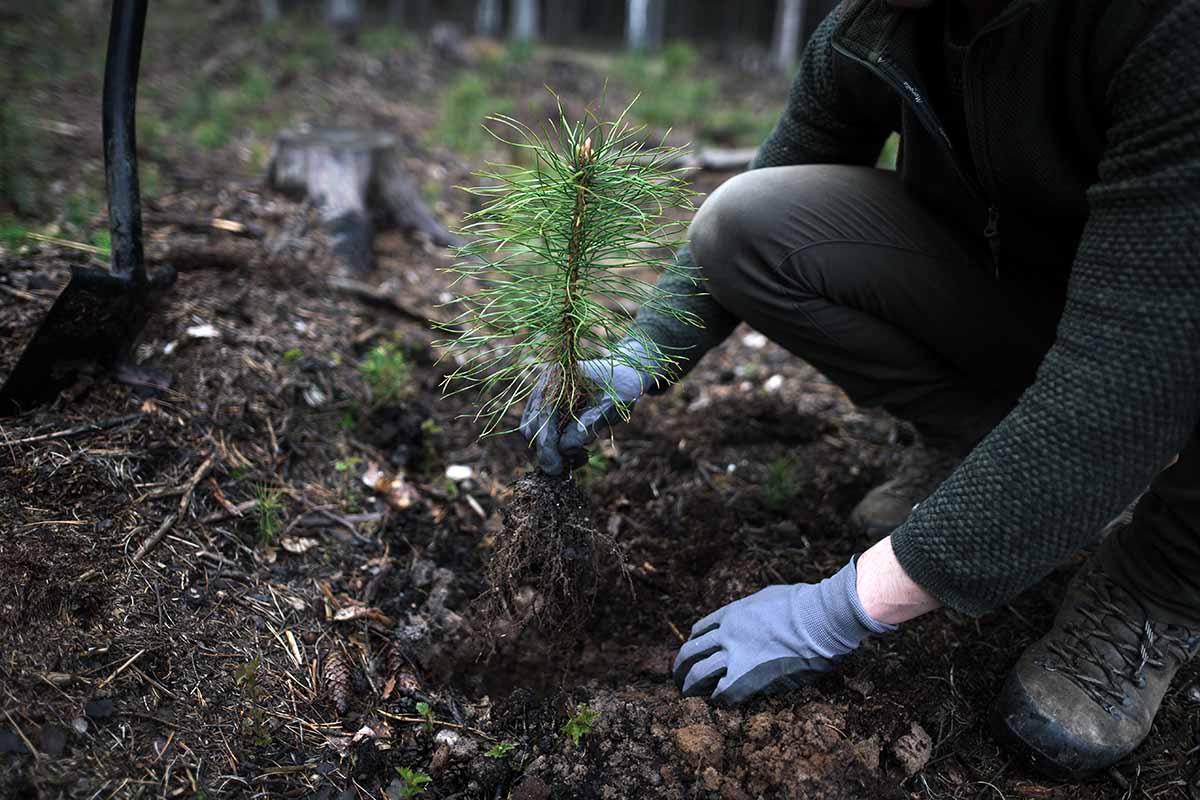 A close up horizontal image of a gardener transplanting a pine tree seedling into the garden.