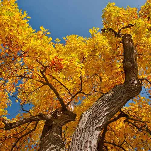 A square image of the textured bark and yellow fall foliage of a tulip poplar viewed from below on a blue sky background.