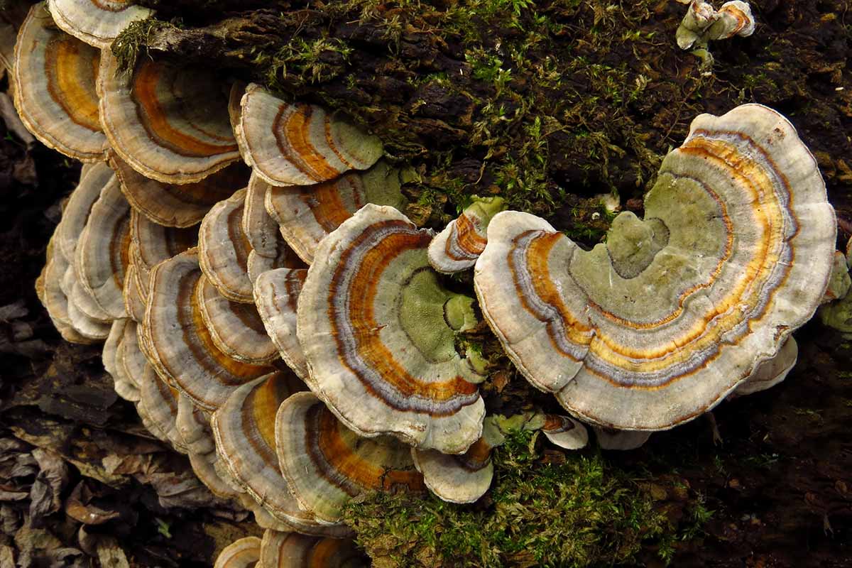 A close up horizontal image of Turkey tail (Trametes versicolor) fungus growing outside on a log.