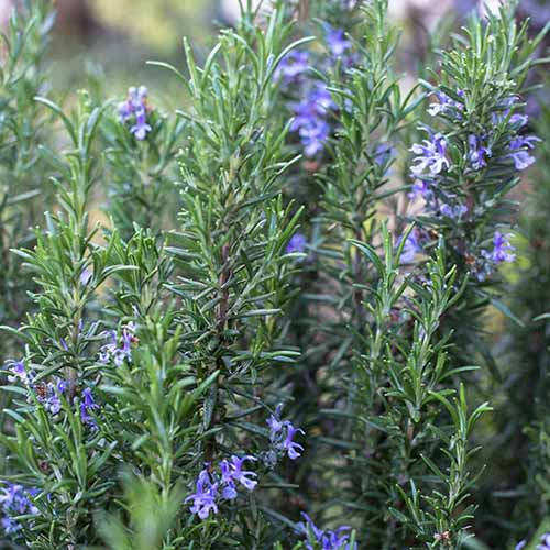 A close up square image of the flowers and foliage of a Tuscan rosemary plant.