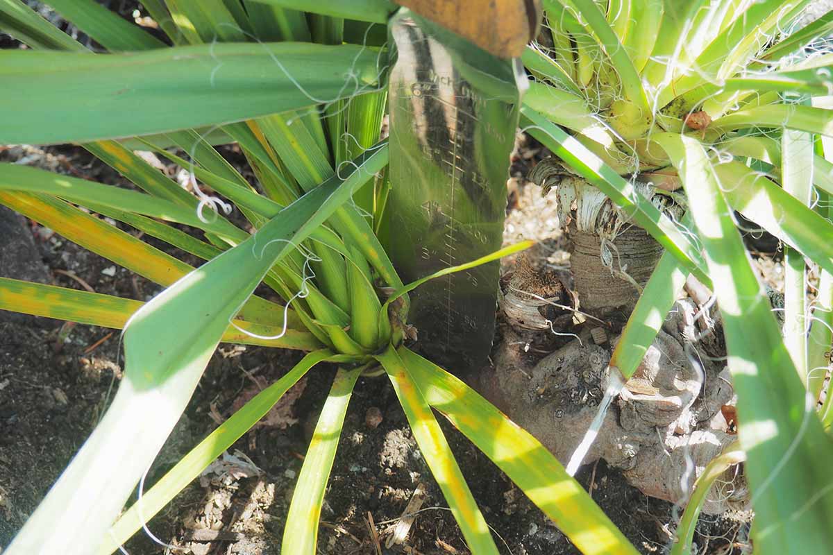 A close up horizontal image of a hori hori knife separating a pup from a yucca plant.