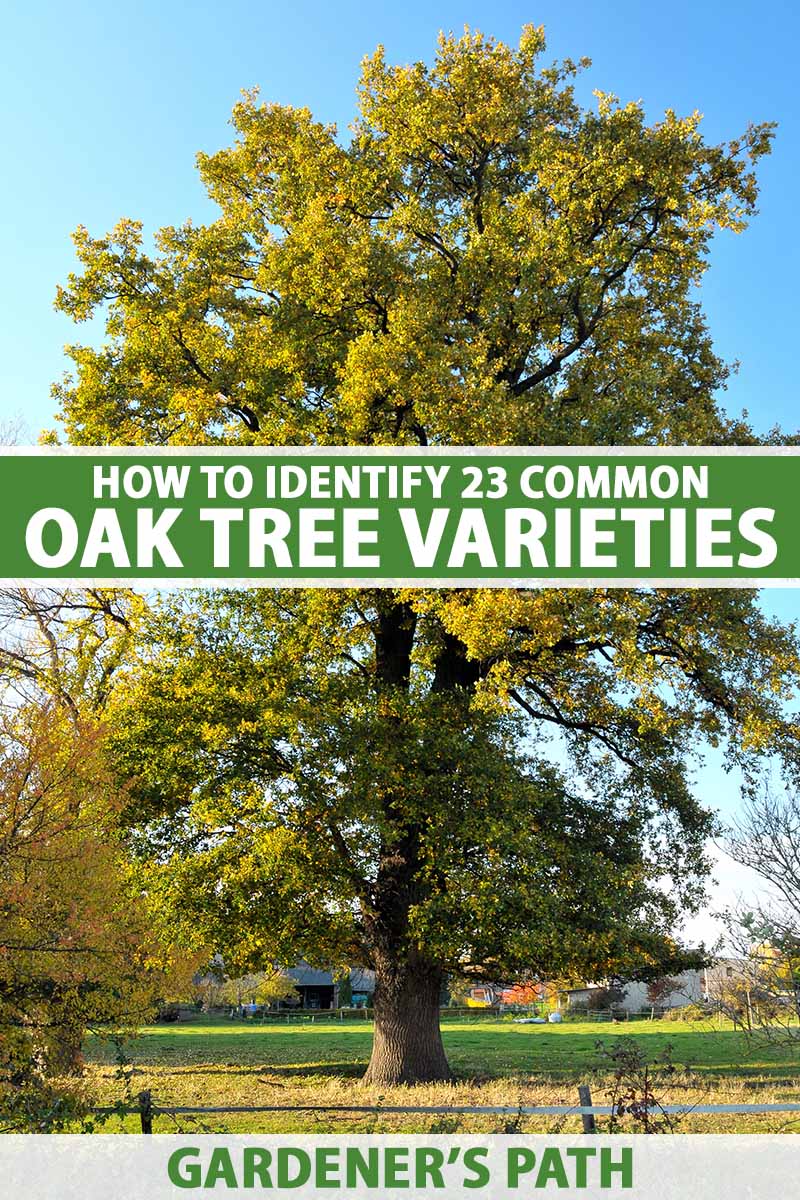 A vertical image of a large oak tree growing in the landscape pictured in bright sunshine. To the center and bottom of the frame is green and white printed text.