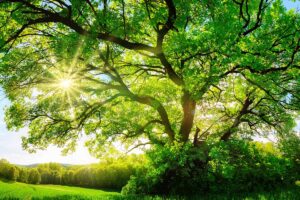 A horizontal image of the sun shining through the branches of a large oak tree growing in the landscape.