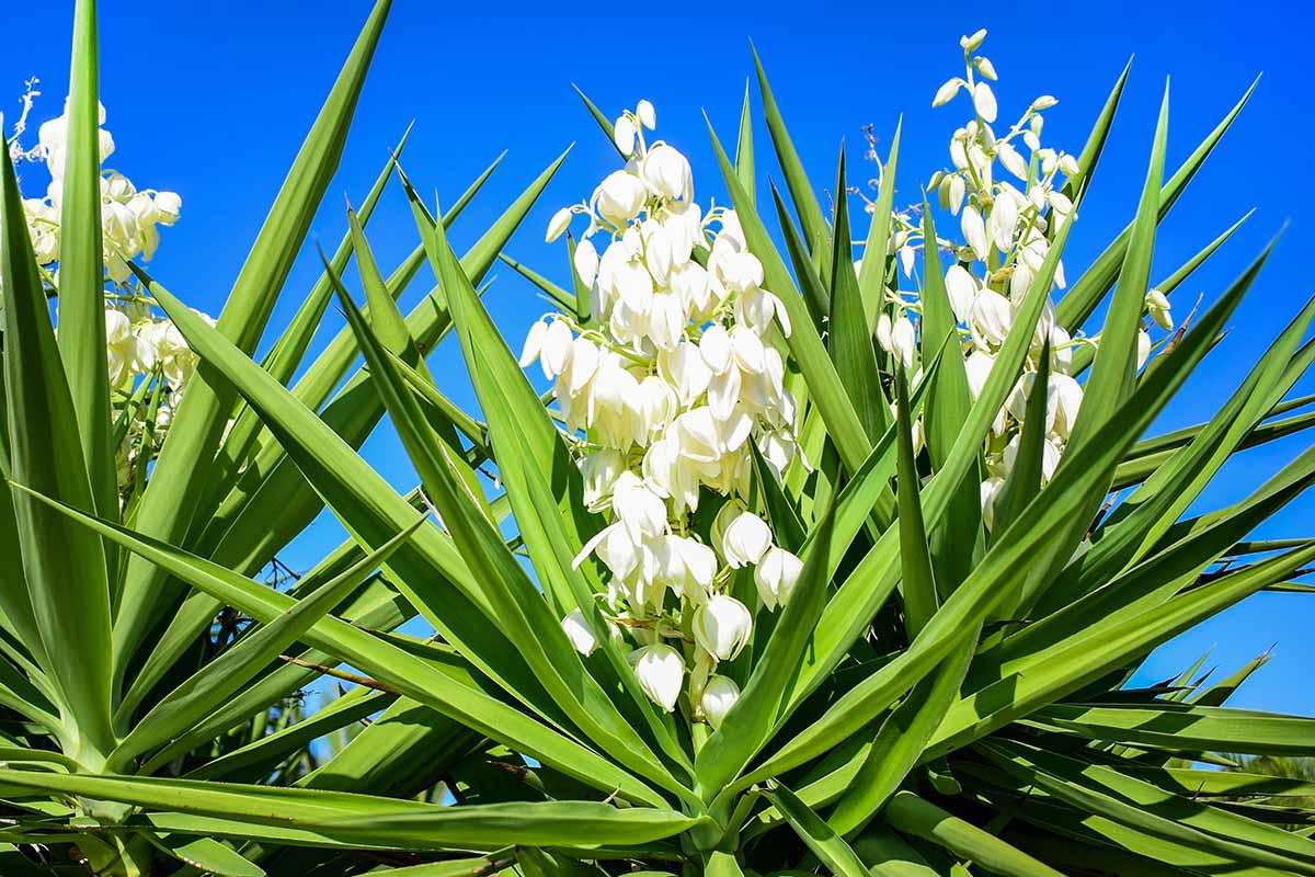 A close up horizontal image of the flowers and foliage of a yucca plant pictured in bright sunshine on a blue sky background.