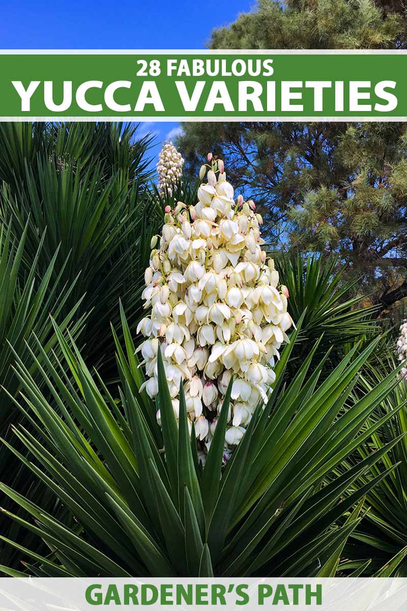 A close up vertical image of the flowers and foliage of yucca plants growing in the backyard. To the top and bottom of the frame is green and white printed text.