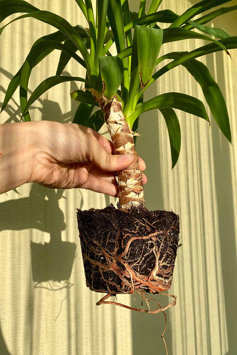 A close up vertical image of a hand holding up an unpotted yucca houseplant.
