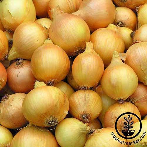 A square image of a pile of 'Utah Yellow Sweet Spanish' onions, with a circular logo in the bottom right.