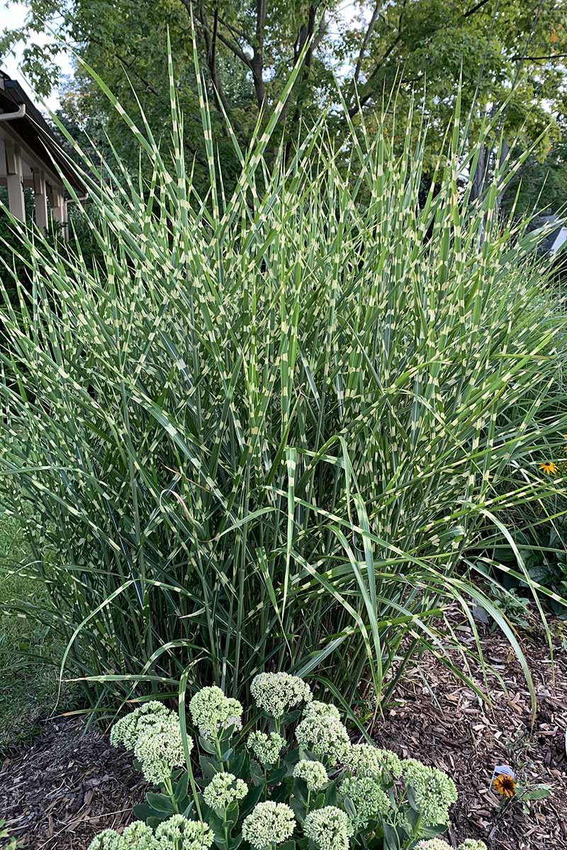 A close up vertical image of a clump of variegated maiden grass growing in a garden border.
