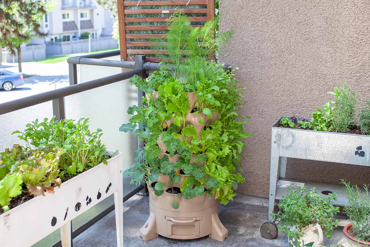 A horizontal image of a vertical garden on an apartment balcony growing a variety of leafy green vegetables and herbs.