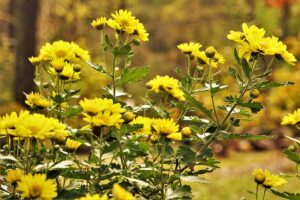 A close up horizontal image of bright yellow chrysanthemum flowers growing in the fall landscape pictured on a soft focus background.