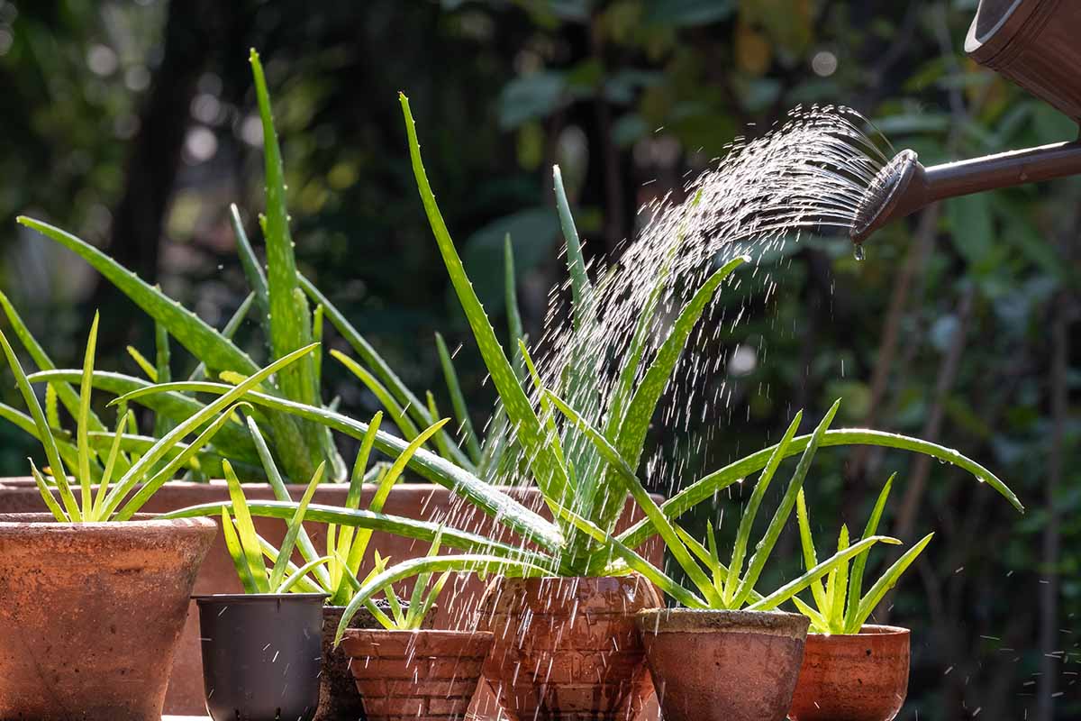 A close up horizontal image of a watering can nozzle on the right of the frame watering aloe plants growing in terra cotta pots.