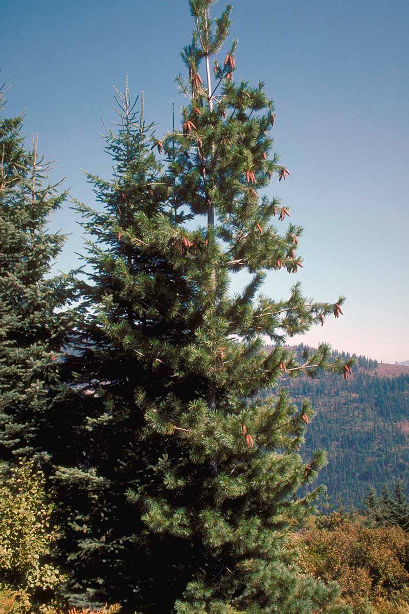 A vertical image of Pinus monticola trees growing at the top of a hill.