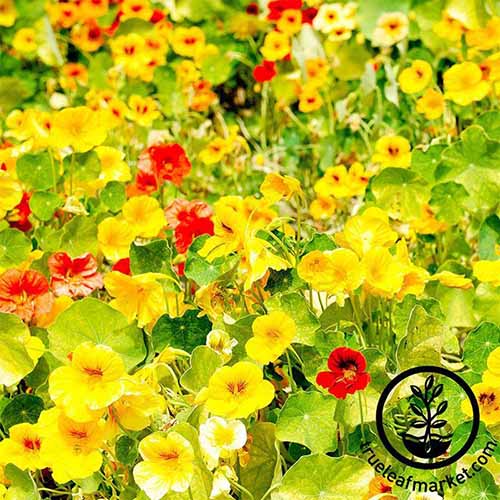 A square image of Whirlybird mixed nasturtiums in yellow and red. To the bottom right of the frame is a black circular logo with text.