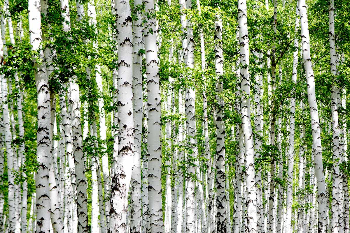A close up of the trunks and foliage of a forest of white birch trees.