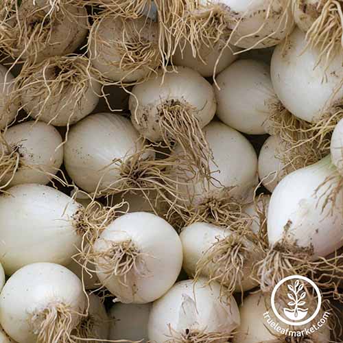 A square image of a pile of 'White Grano' onions. To the bottom right of the frame is a circular logo.