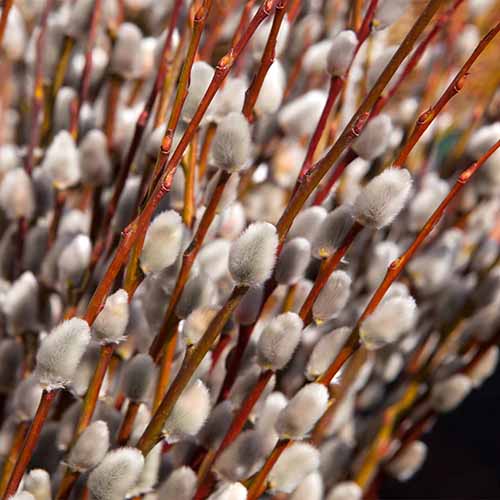 A close up square image of pussy willow branches pictured on a soft focus background.
