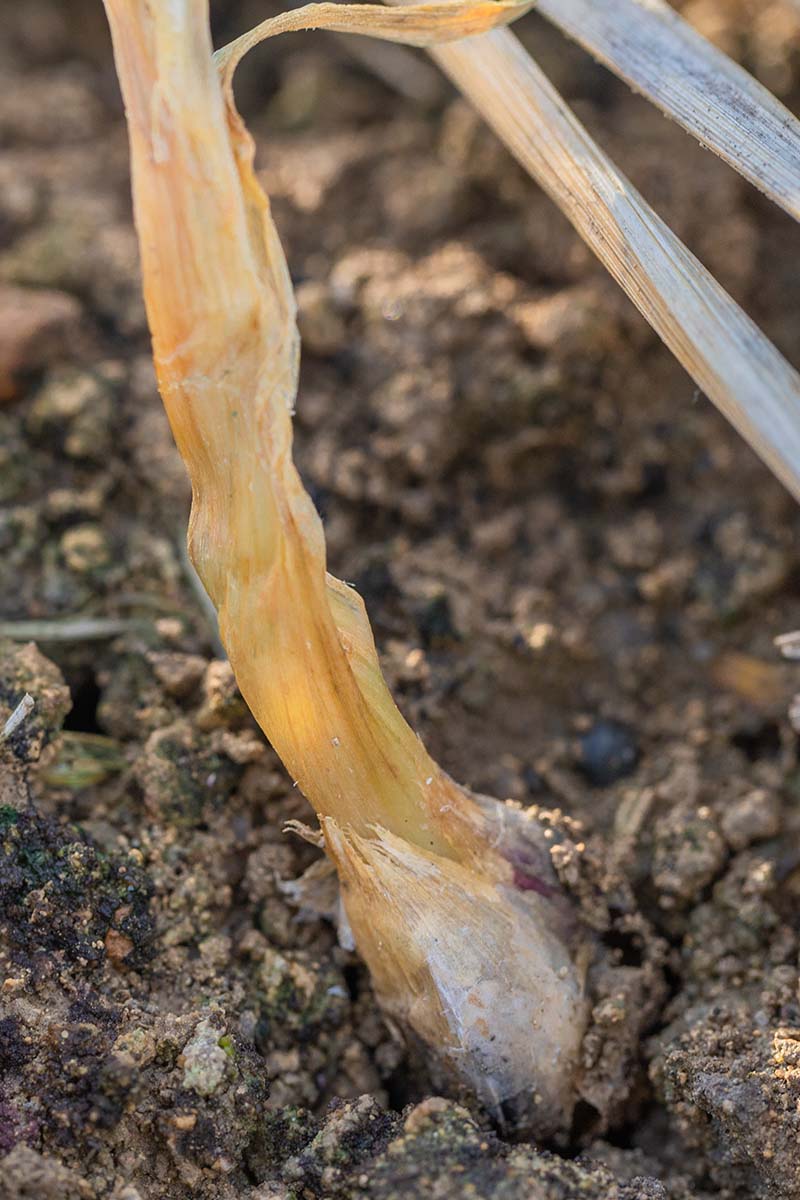 A close up vertical image of a garlic plant with white rot infection.