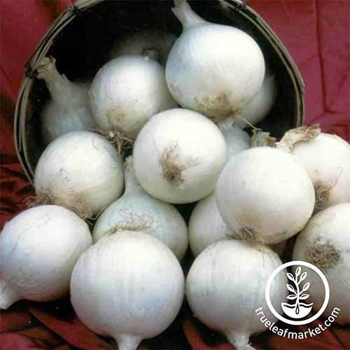 A close up square image of 'White Sweet Spanish' onions in a wicker basket. To the bottom right of the frame is a white circular logo.