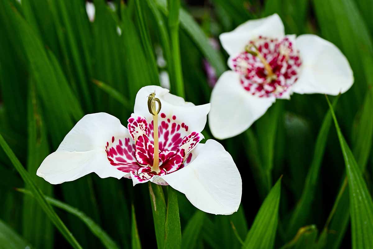 A horizontal image of two white and red tiger flowers growing outdoors.