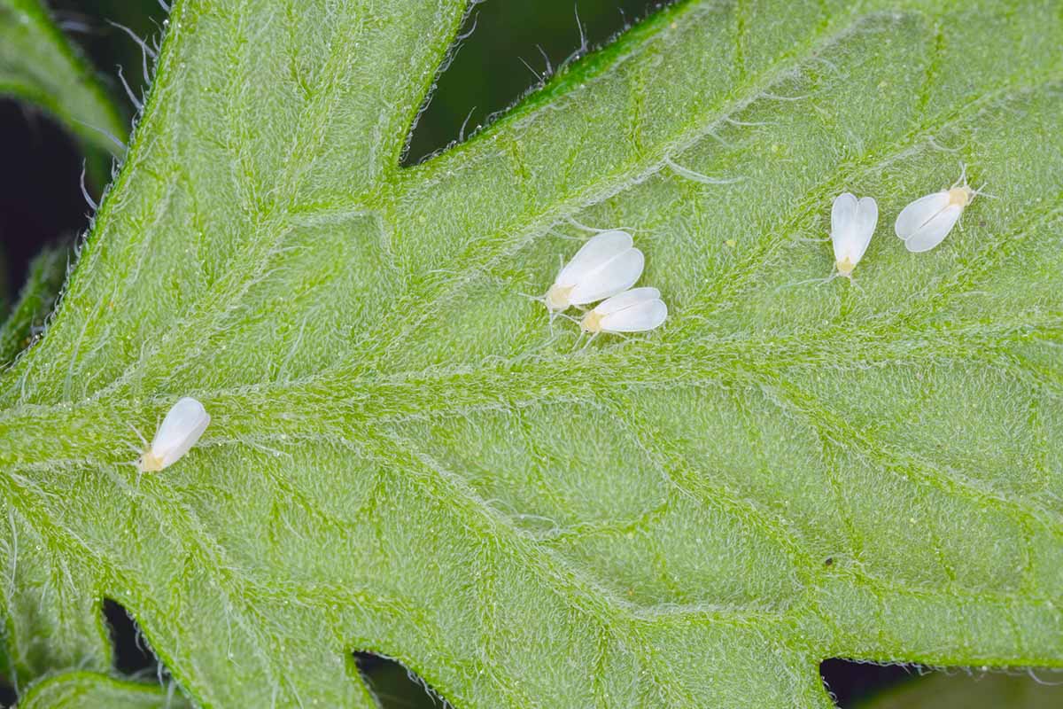 A close up horizontal image of whiteflies on a leaf.