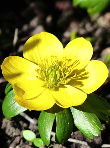 A close up of a single yellow winter aconite flower pictured in bright sunshine on a soft focus background.