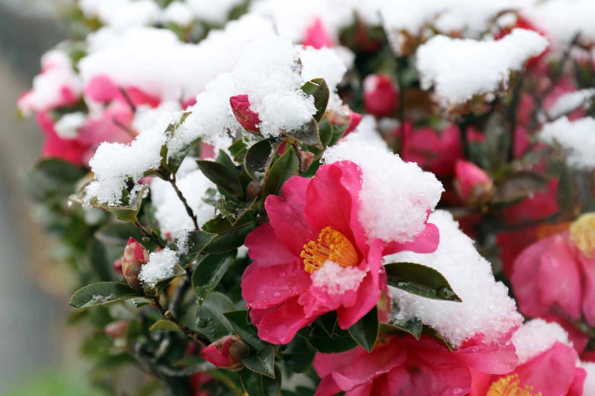 A close up horizontal image of pink camellia flowers covered in a dusting of snow.