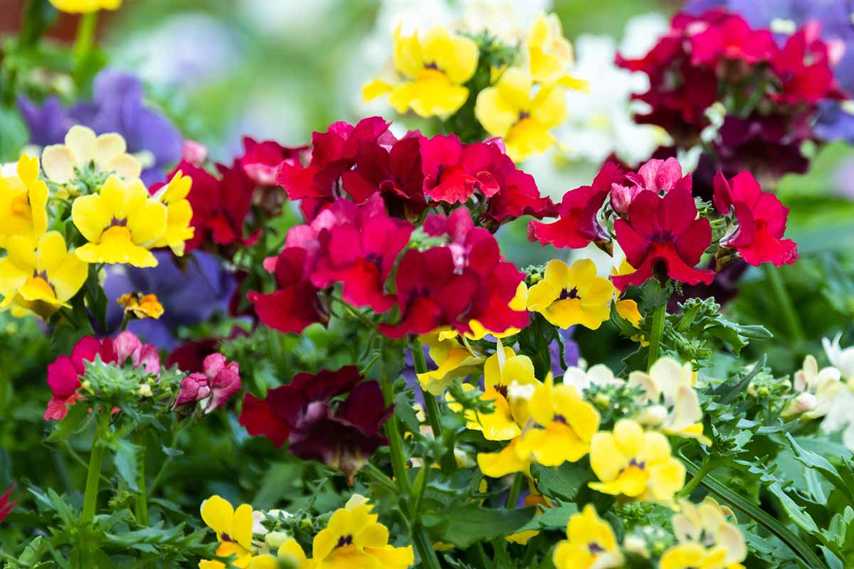 A close up horizontal image of colorful nemesia flowers growing in the garden.